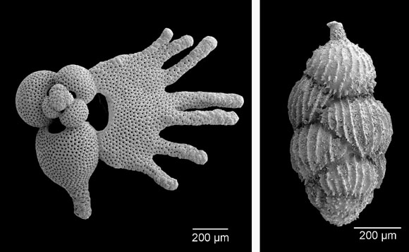 Globigerinoides fistulosus (planktonische Foraminifere) und  Uvigerina peregrina (benthische Foraminifere) aus dem SW-Pazifik