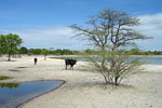 Viehtränke in der Trockensavanne im nördlichen Namibia