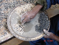 The dark tantalum ore is separated manually from the other minerals